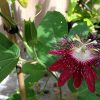 Passiflora Lady Margaret