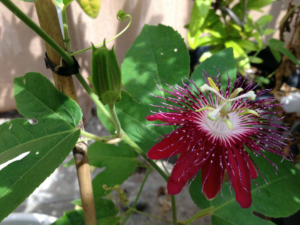 Passiflora Lady Margaret Ornamental Passion Flower Vine Passion