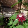 Passiflora Lady Margaret