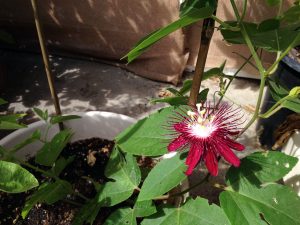 Passiflora Lady Margaret