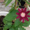 Passiflora Lady Margaret