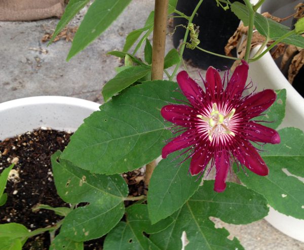 Passiflora Lady Margaret