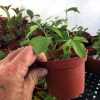 Passiflora Lady Margaret