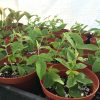 Passiflora Lady Margaret