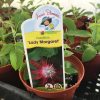 Passiflora Lady Margaret