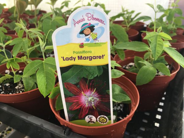 Passiflora Lady Margaret