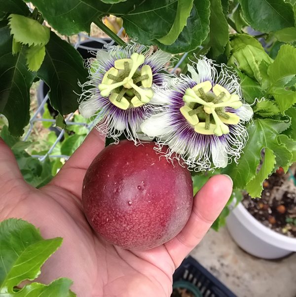 Passiflora Edulis Red Rover