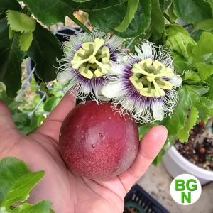 Passiflora Edulis Red Rover
