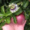 Passiflora Edulis Red Rover