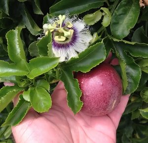 Passiflora Edulis Red Rover