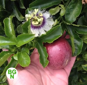 Passiflora Edulis Red Rover
