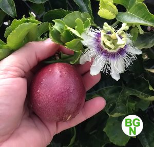 Passiflora Edulis Red Rover