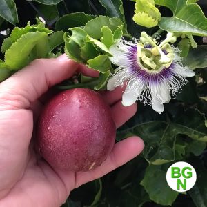 Passiflora Edulis Red Rover