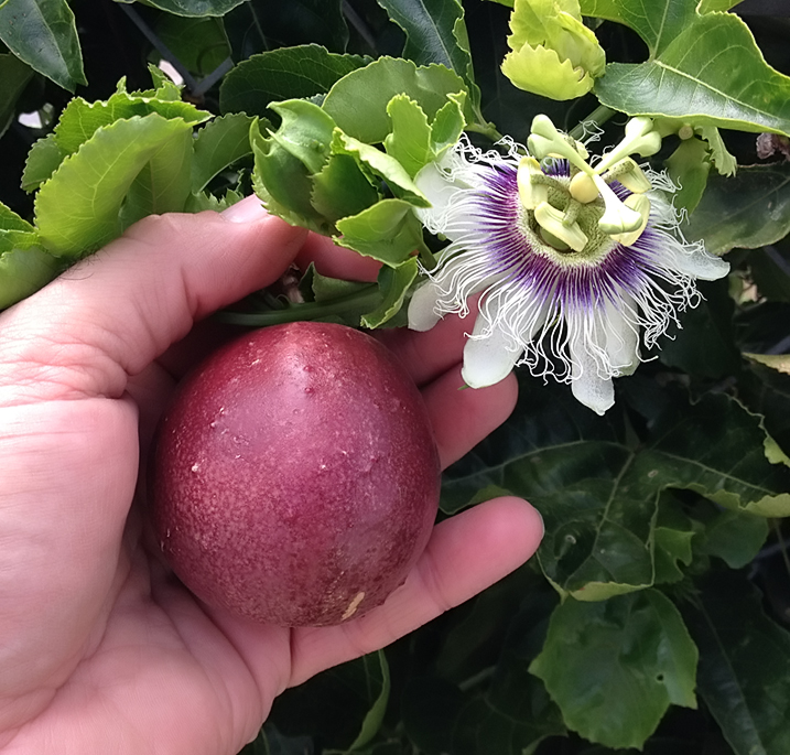 Passiflora Edulis 'Red Rover' Edible Purple Passion Fruit Plant D...