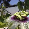 Passiflora Edulis Frederick