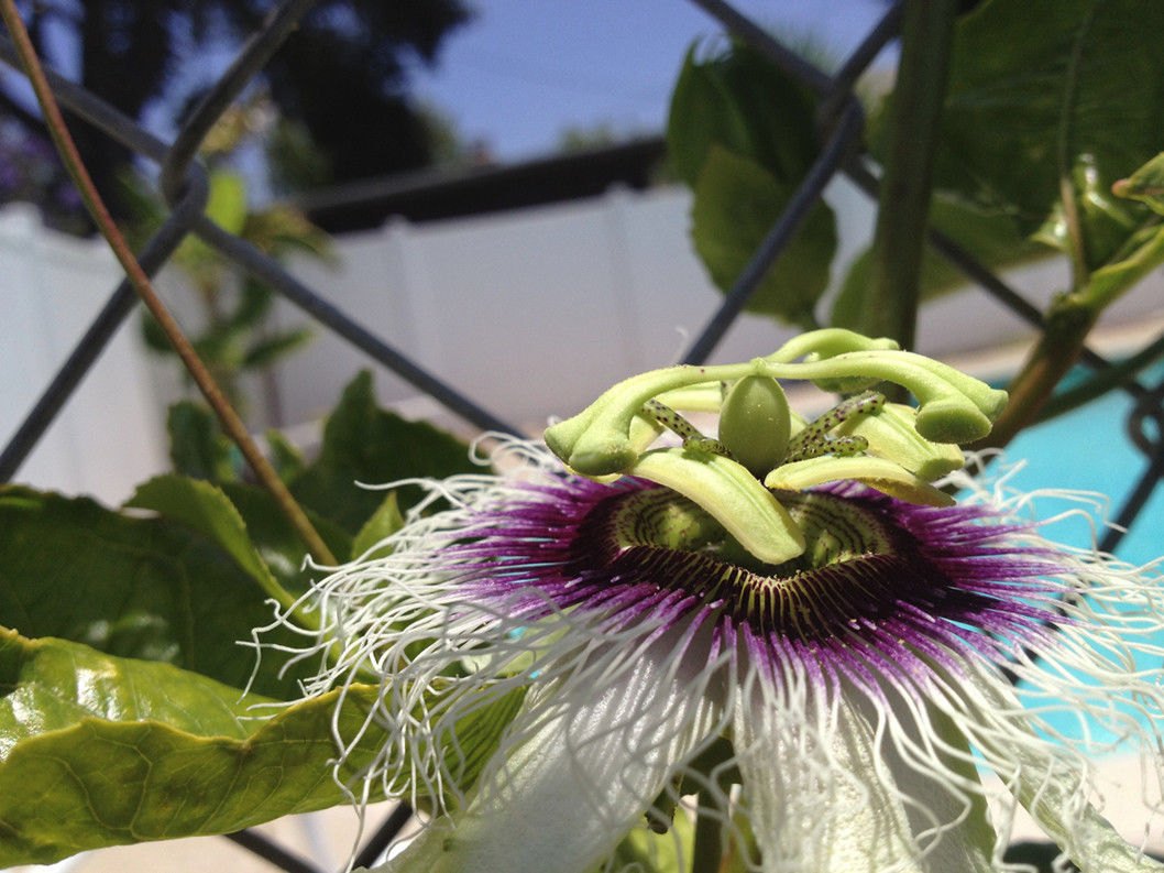 Passiflora Edulis Frederick.