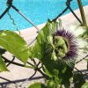 Passiflora Edulis Frederick
