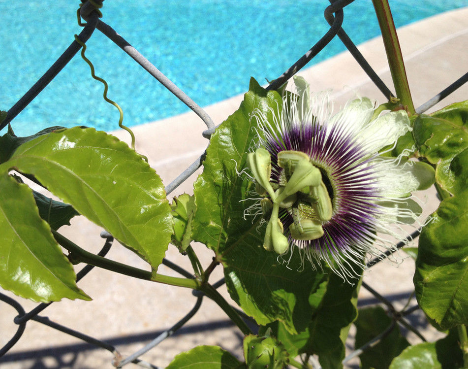 Passiflora Edulis Frederick.