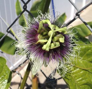 Passiflora Edulis Frederick