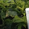 Passiflora Edulis - Red Rover - Edible Purple Passion Fruit Plant - Image 7