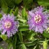 MAYPOP Passiflora Incarnata - Edible - Cold Hardy - Drought Resistant
