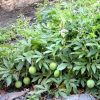 MAYPOP Passiflora Incarnata - Edible - Cold Hardy - Drought Resistant - Image 3