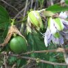 MAYPOP Passiflora Incarnata - Edible - Cold Hardy - Drought Resistant - Image 4
