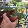 MAYPOP Passiflora Incarnata - Edible - Cold Hardy - Drought Resistant - Image 5