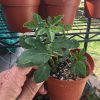MAYPOP Passiflora Incarnata - Edible - Cold Hardy - Drought Resistant - Image 6