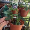 MAYPOP Passiflora Incarnata - Edible - Cold Hardy - Drought Resistant - Image 7