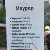 MAYPOP Passiflora Incarnata - Edible - Cold Hardy - Drought Resistant - Image 8