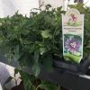 MAYPOP Passiflora Incarnata - Edible - Cold Hardy - Drought Resistant - Image 9