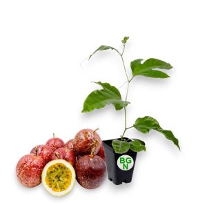 Passiflora Panama Red